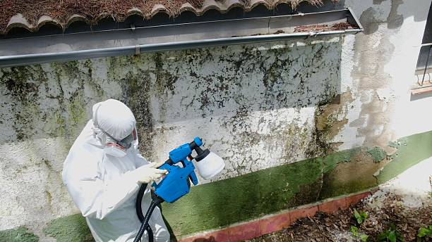 Mold Removal service in Mahaffey